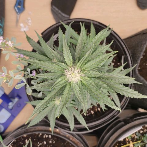 Green Crack F1 Hybrid  growlog timeline photo