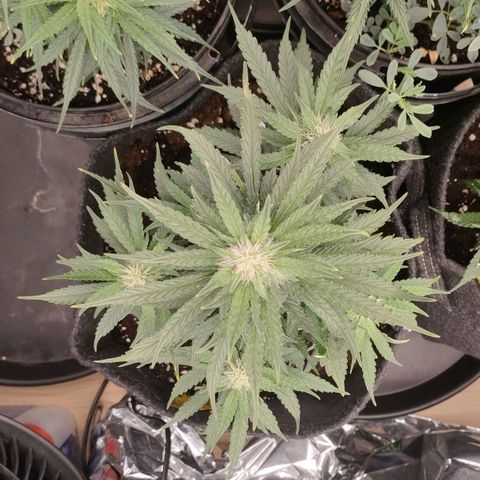 Green Crack F1 Hybrid  growlog timeline photo