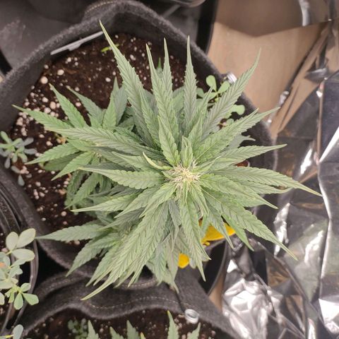 Pineapple Express F1 Hybrid growlog timeline photo