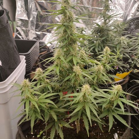 Milky Way growlog timeline photo