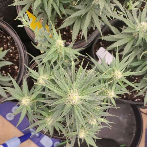 Milky Way growlog timeline photo