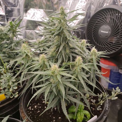 Milky Way growlog timeline photo