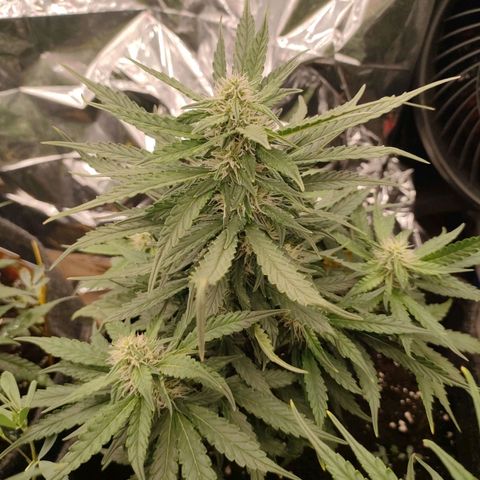 Green Crack F1 Hybrid  growlog timeline photo