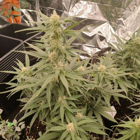 Pineapple Express F1 Hybrid growlog timeline photo