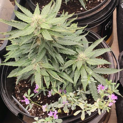 Green Crack F1 Hybrid  growlog timeline photo