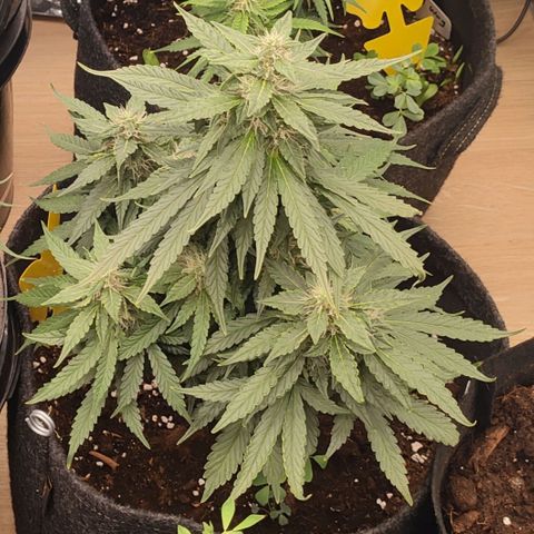 Green Crack F1 Hybrid  growlog timeline photo