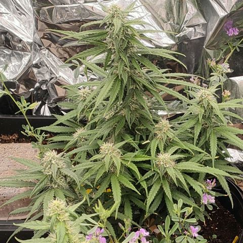 Pineapple Express F1 Hybrid growlog timeline photo