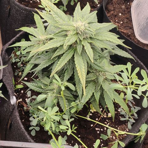 Pineapple Express F1 Hybrid growlog timeline photo