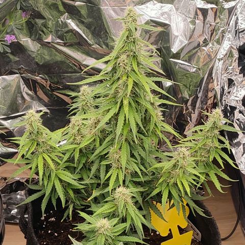 Milky Way growlog timeline photo