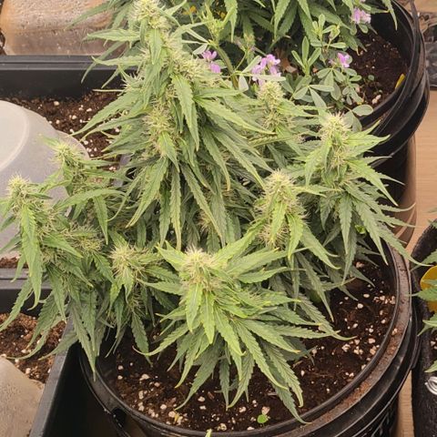 Milky Way growlog timeline photo