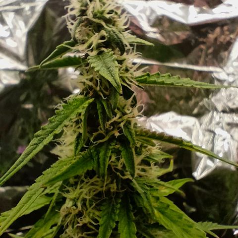 Milky Way growlog timeline photo