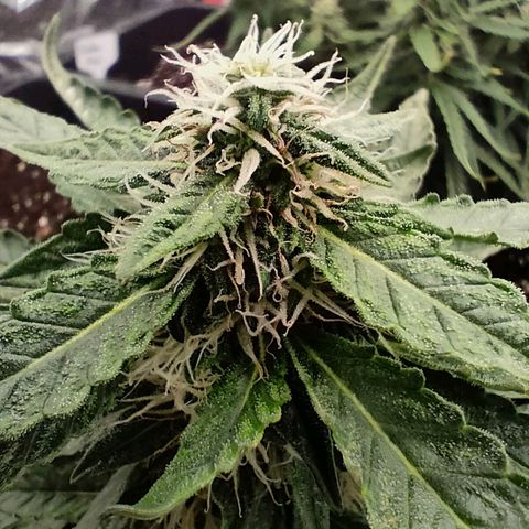Green Crack F1 Hybrid  growlog timeline photo