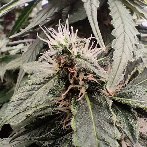 Green Crack F1 Hybrid  growlog timeline photo