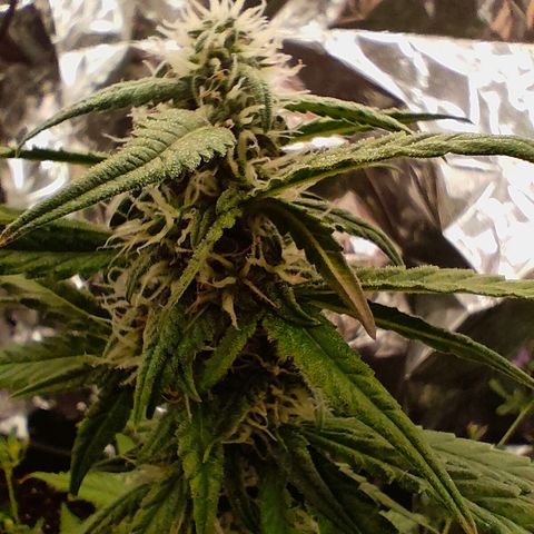 Pineapple Express F1 Hybrid growlog timeline photo