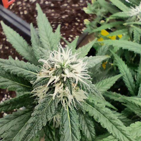 Pineapple Express F1 Hybrid growlog timeline photo
