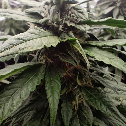 Pineapple Express F1 Hybrid growlog timeline photo