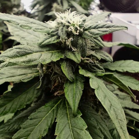 Pineapple Express F1 Hybrid growlog timeline photo