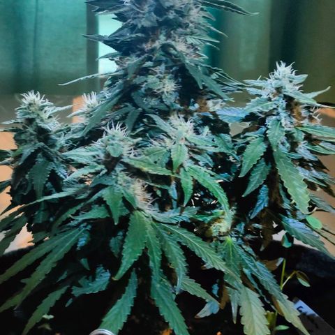 Green Crack F1 Hybrid  growlog timeline photo