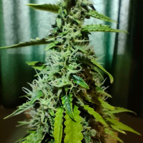 Milky Way growlog timeline photo