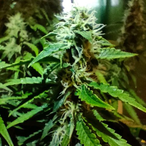Milky Way growlog timeline photo