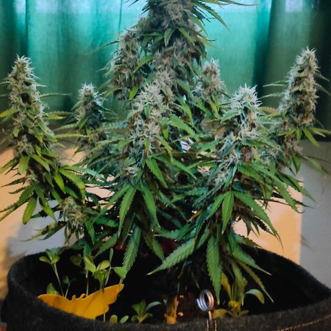 Milky Way growlog timeline photo