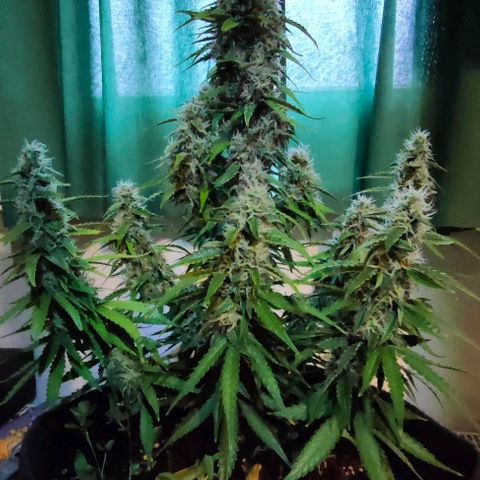 Milky Way growlog timeline photo