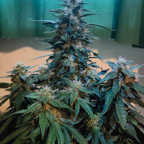 Green Crack F1 Hybrid  growlog timeline photo