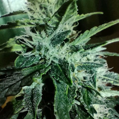 Green Crack F1 Hybrid  growlog timeline photo