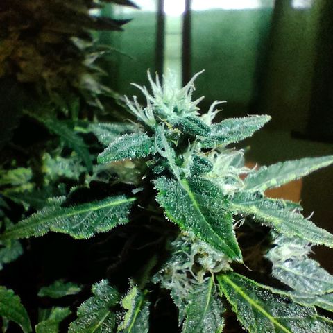 Green Crack F1 Hybrid  growlog timeline photo