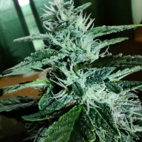 Green Crack F1 Hybrid  growlog timeline photo