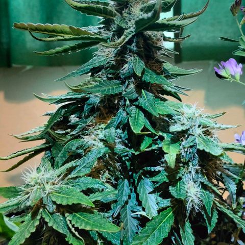 Green Crack F1 Hybrid  growlog timeline photo