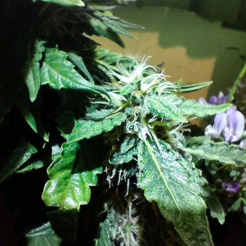 Green Crack F1 Hybrid  growlog timeline photo