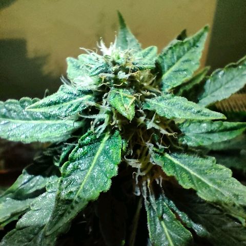 Green Crack F1 Hybrid  growlog timeline photo