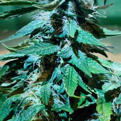 Green Crack F1 Hybrid  growlog timeline photo