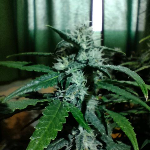 Pineapple Express F1 Hybrid growlog timeline photo