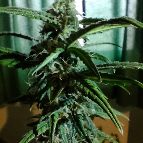 Pineapple Express F1 Hybrid growlog timeline photo