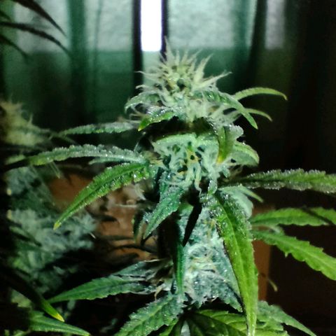 Pineapple Express F1 Hybrid growlog timeline photo