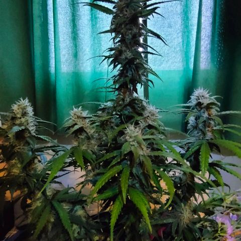 Pineapple Express F1 Hybrid growlog timeline photo
