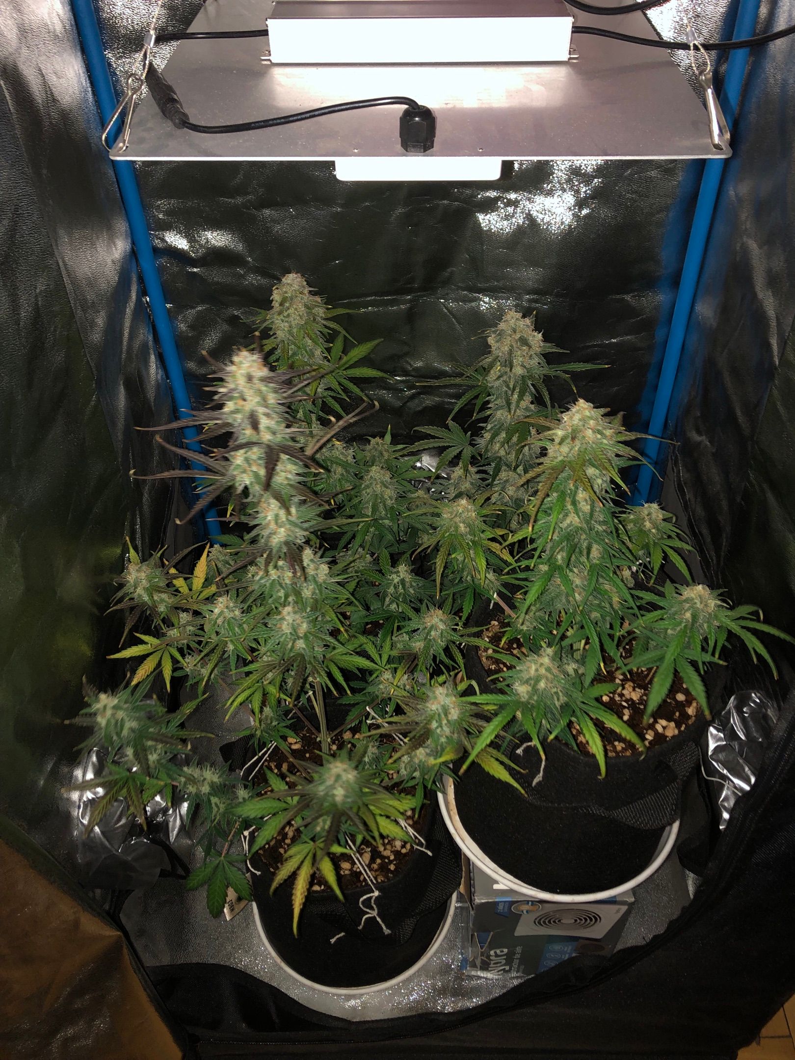 LEBRON HAZE AUTO XXL 1, 2, 3, 4 growlog header