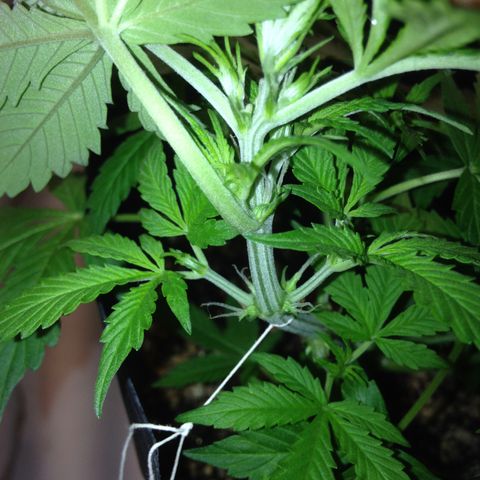 M8 growlog timeline photo