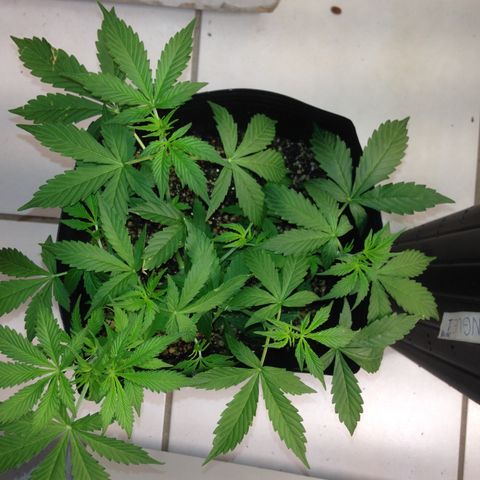 M8 growlog timeline photo