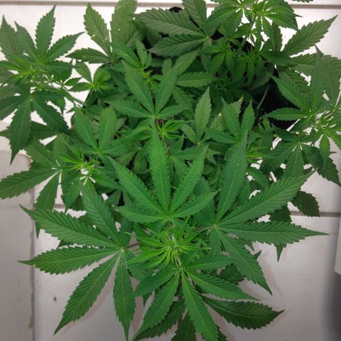 M8 growlog timeline photo