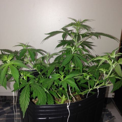 M8 growlog timeline photo