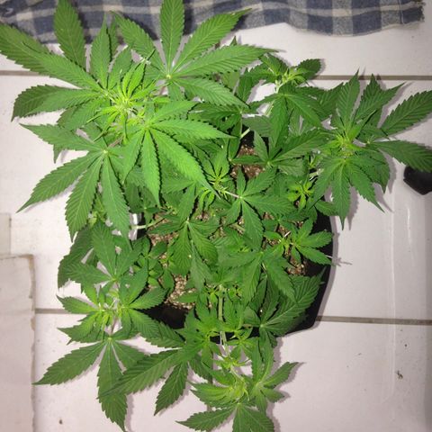 M8 growlog timeline photo