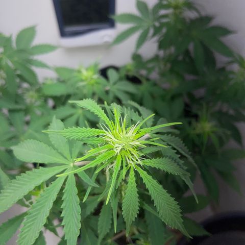M8 growlog timeline photo