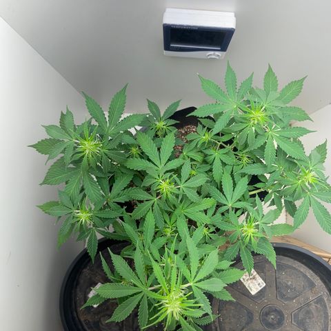 M8 growlog timeline photo