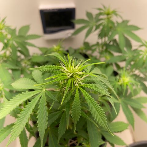 M8 growlog timeline photo