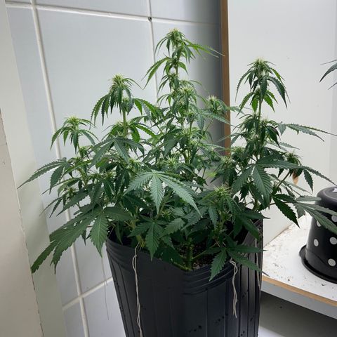 M8 growlog timeline photo