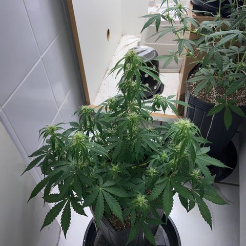 M8 growlog timeline photo