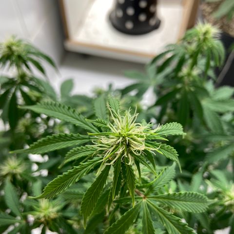 M8 growlog timeline photo